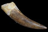 Fossil Plesiosaur (Zarafasaura) Tooth - Morocco #172310-1